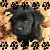 Dieren Puppy Avatars 