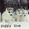 Dieren Puppy Avatars 