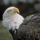 Dieren Avatars Roofvogel 