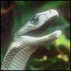 Dieren Slangen Avatars 