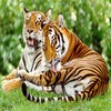 Dieren Avatars Tijger 