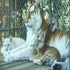 Dieren Avatars Tijger 