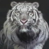 Dieren Avatars Tijger 