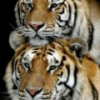 Dieren Avatars Tijger 