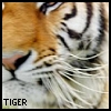 Dieren Avatars Tijger 