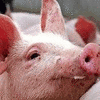 Dieren Varkens Avatars Biggetje