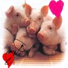Dieren Varkens Avatars 