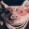 Dieren Varkens Avatars 