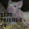 Dieren Varkens Avatars 