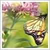 Dieren Avatars Vlinder 