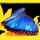 Dieren Avatars Vlinder 