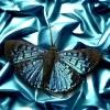 Dieren Avatars Vlinder 