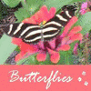 Dieren Avatars Vlinder 