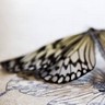 Dieren Avatars Vlinder 