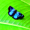 Dieren Avatars Vlinder Blauwe Vlinder