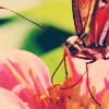 Dieren Avatars Vlinder 