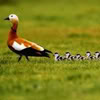 Dieren Avatars Vogel 