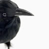 Dieren Avatars Vogel 