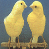 Dieren Avatars Vogel 