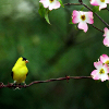 Dieren Avatars Vogel 