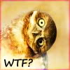 Dieren Avatars Vogel 