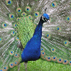 Dieren Avatars Vogel 