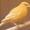 Dieren Avatars Vogel Gele Kanarie