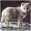 Dieren Wolven Avatars 