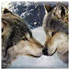 Dieren Wolven Avatars 