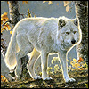 Dieren Wolven Avatars Witte Wolf