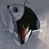 Disney Avatars Happy feet 