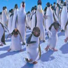 Disney Avatars Happy feet 