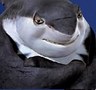 Disney Avatars Sharktale 