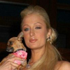 Sterren Avatars Paris hilton 