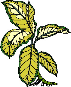 Cliparts Bloemen en planten Bladeren 