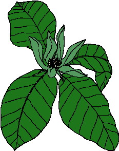 Cliparts Bloemen en planten Bladeren 