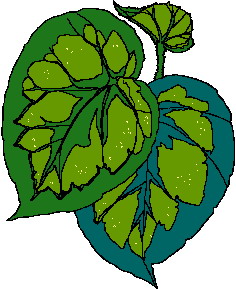 Cliparts Bloemen en planten Bladeren 
