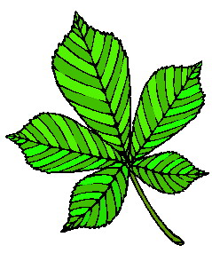 Cliparts Bloemen en planten Bladeren 