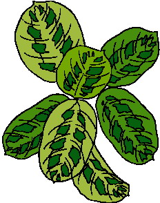 Cliparts Bloemen en planten Bladeren 