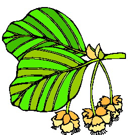 Cliparts Bloemen en planten Bladeren 