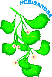 Cliparts Bloemen en planten Bladeren 