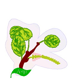 Cliparts Bloemen en planten Bladeren 