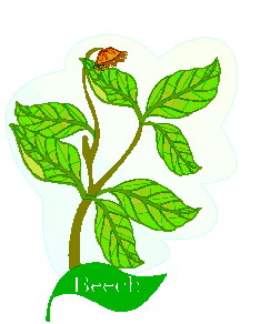 Cliparts Bloemen en planten Bladeren 