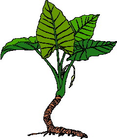 Cliparts Bloemen en planten Bladeren 