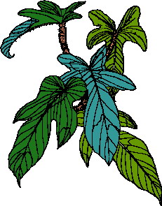 Cliparts Bloemen en planten Bladeren 