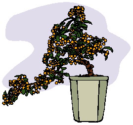 Cliparts Bloemen en planten Bonsai 