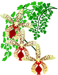 Cliparts Bloemen en planten Orchidee 