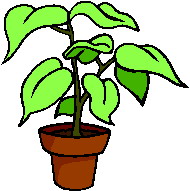 Cliparts Bloemen en planten Planten Groene Kamerplant