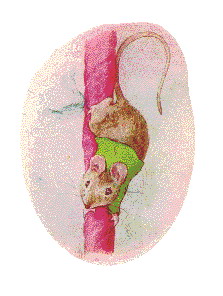 Cliparts Cartoons Beatrix potter 