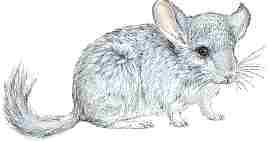 Dieren Cliparts Chinchilla 